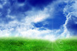 field of summer green grass