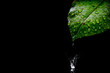 leave with water drops