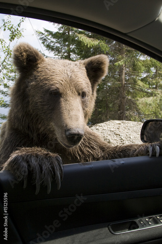 Photo: Wild Bear On My Car Window Wild Bear On My Car Window
