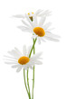 Daisies on white background Daisies on white background