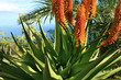 aloe buchlohii