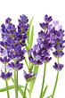 Lavandula Hidcote isolated on white background