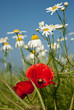 Sommerwiese