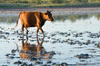 cow go by swamp