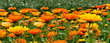 Blumenwiese Panorama