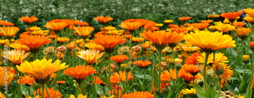 Blumenwiese Panorama