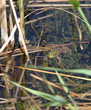Grenouille nageant entre les roseaux.