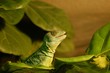 Basilisk