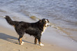 Foto: Hund am Meer Hund am Meer