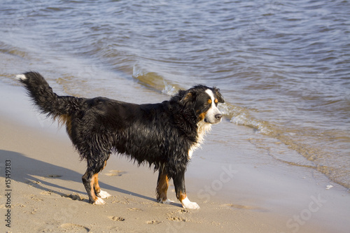 Foto: Hund am Meer Hund am Meer