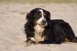 Müde am Strand
