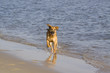 Foto: Hund am Meer Hund am Meer