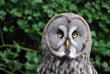 Scandinavian Owl