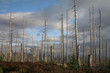 Waldsterben