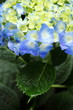 Hydrangea / 紫陽花 六義園 Hydrangea / 紫陽花 六義園