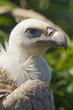 European Black Vulture