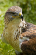 Harris Hawk