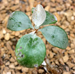 Kalanchoe (Kalanchoe orgyalis), Crassulacée de Madagascar