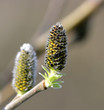 Chaton (Fleur mâle) de saule (Salix sp.)