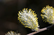 Chaton (Fleur mâle) de saule (Salix sp.)
