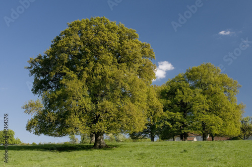 Arbres dans une prairie 3749 Arbres dans une prairie 3749