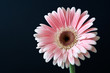 Rosa Gerbera - Pretty in pink