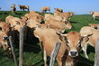 vaches vaches