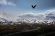 Bals eagle in Alaska