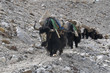 A flock of yaks with loads at Mt Everest Base Camp