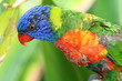 colorful bird