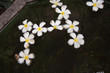 Plumeria Blüte (Frangipani) schwimmt im Wasser