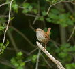 Winter Wren