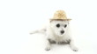 Dog talk