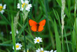 butterfly
