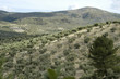 Olivar 22