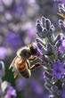 Abeille dans la lavande