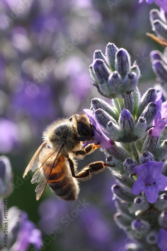 Photo: Abeille dans la lavande Abeille dans la lavande