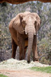 the elephant walking around