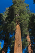 upward angle of Redwood tree