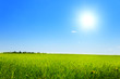 field of spring grass