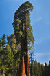 upward angle of Redwood tree