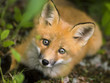 mammal red fox C mammal red fox C