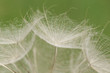 Pusteblume Pusteblume