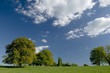 Arbres dans une prairie 3750