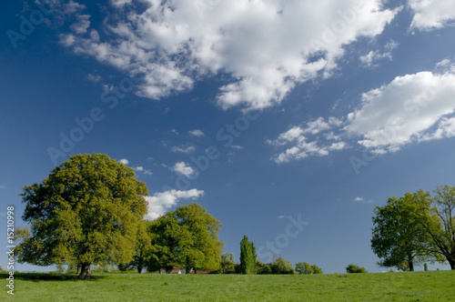 Arbres dans une prairie 3750 Arbres dans une prairie 3750