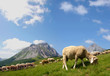 Mountain Komovi