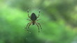 Spider in the net Spider in the net