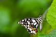 Butterfly sitting on a flower in spring
