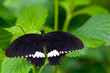 Butterfly sitting on a flower in spring