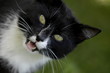 Schwrzer Kater Schwrzer Kater